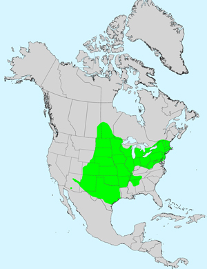 White Heath Aster, Symphyotrichum ericoides var. ericoides: Click image for full size map White Heath Aster, Symphyotrichum ericoides var. ericoides: Click image for full size map
